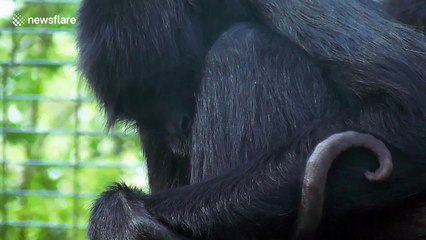 Newborn spider monkeys are adorable