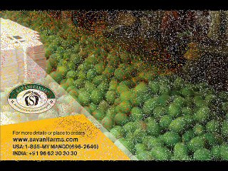 Savani Farms - Mango Greetings