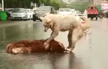 Araba Çarpan Arkadaşını Yol Ortasından Kaldırmaya Çalışan Köpek