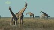Wildlife Groups Want Giraffes on Endangered Species List