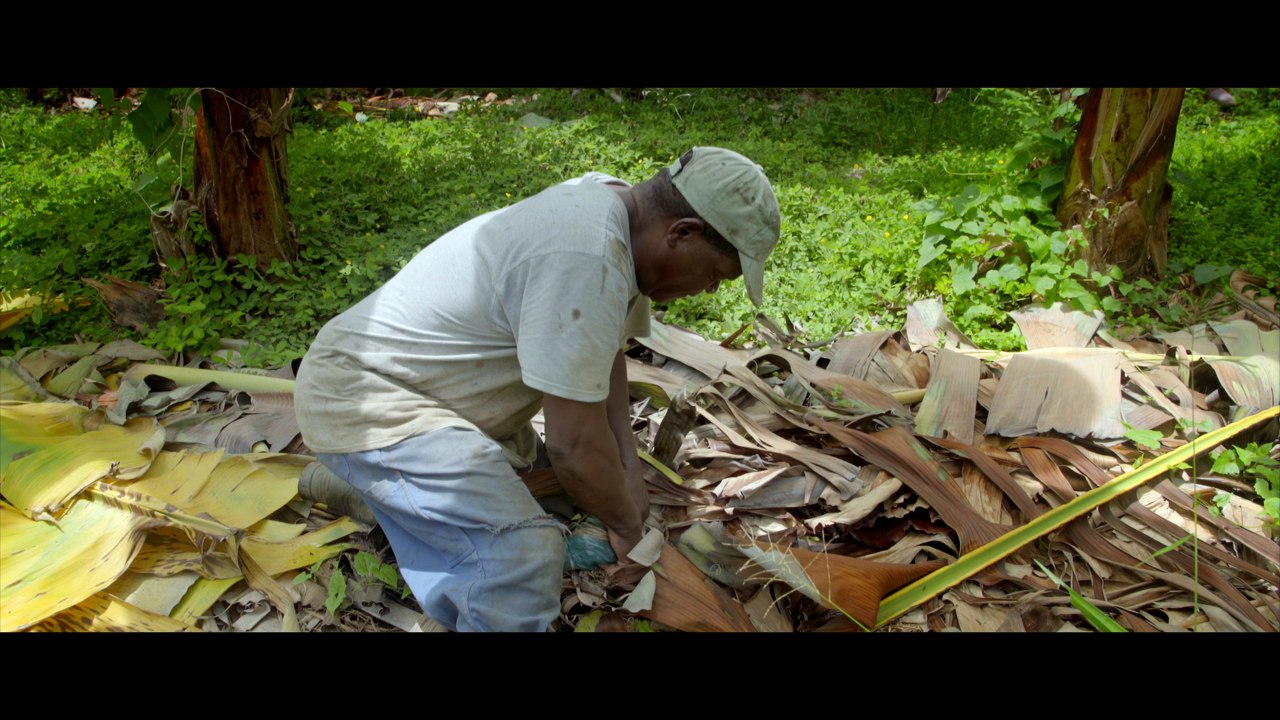La biodiversité dans les bananeraies de Guadeloupe et Martinique