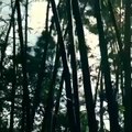 Bamboo soundscape - Morikami Japanese Gardens