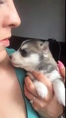 Bir Köpeğin İlk Havlamaları