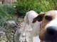 Un chien abandonné dans un ravin voit ses sauveurs…sa réaction est ÉMOUVANTE !