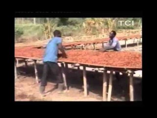 Redinamisation de la filière café-cacao à Gagnoa