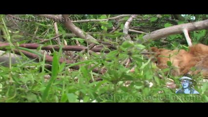 Black Mamba Bites Lion Stock Footage 01