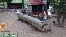 Real Duck Chickens Goose Pig an in farm animals -