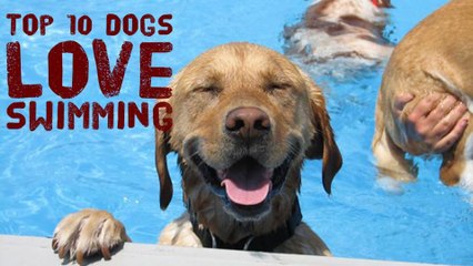 Top 10 dog breeds that love swimming so much