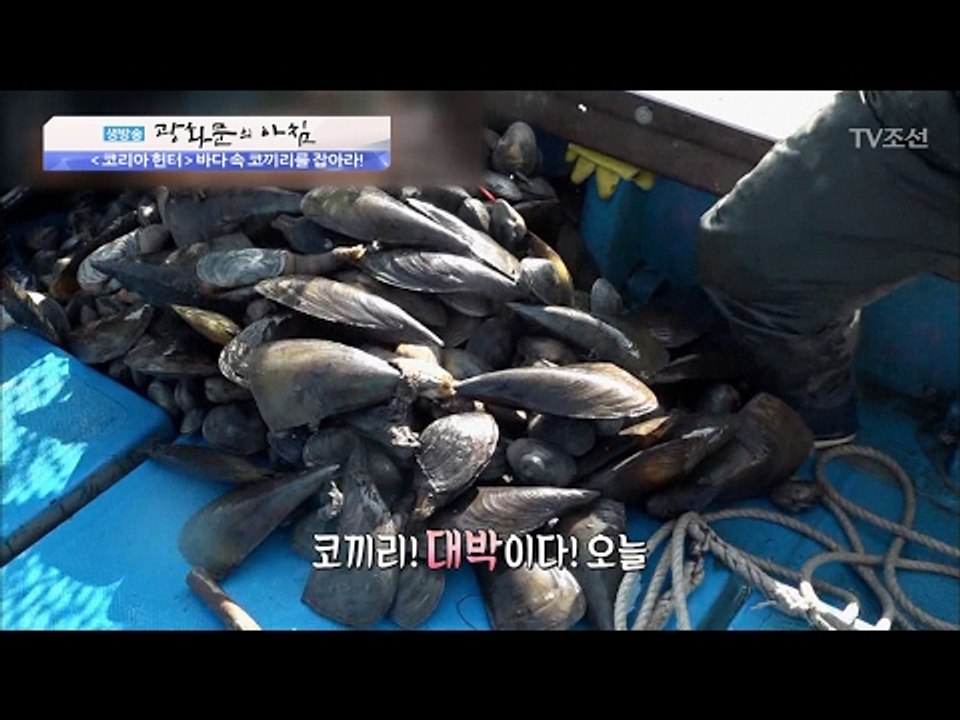 1000개 중 5개?! 귀하디귀한 코끼리 조개! [광화문의 아침] 422회 20170215