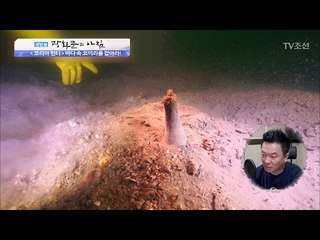 바다 속 코끼리 조개를 잡아라! [광화문의 아침] 422회 20170215