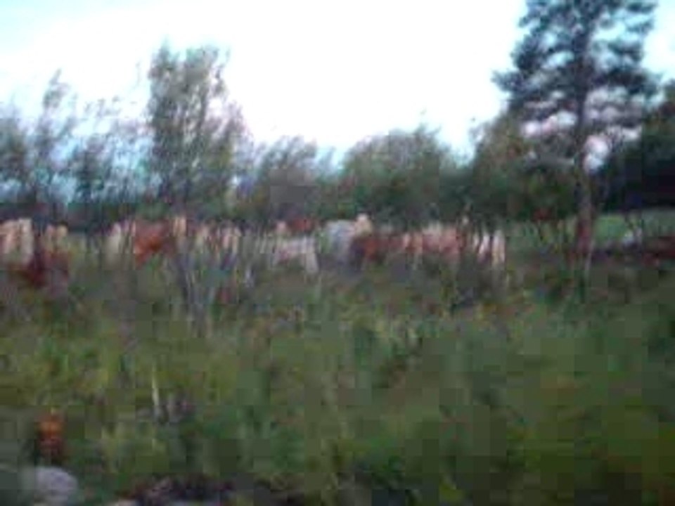 VACHE