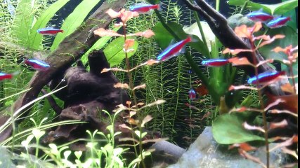 Co2強制添加して照明を倍に増やしたら気泡がドンドン出てきた！