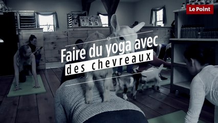 Le "goat yoga" : du yoga avec des bébés chèvres