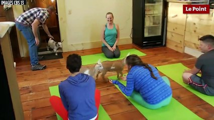 Le "goat yoga" : du yoga avec des bébés chèvres