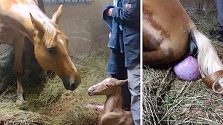 Pregnant Horse Gives Birth To Foal, But They Notice Her Strange Afterbirth And Come Running