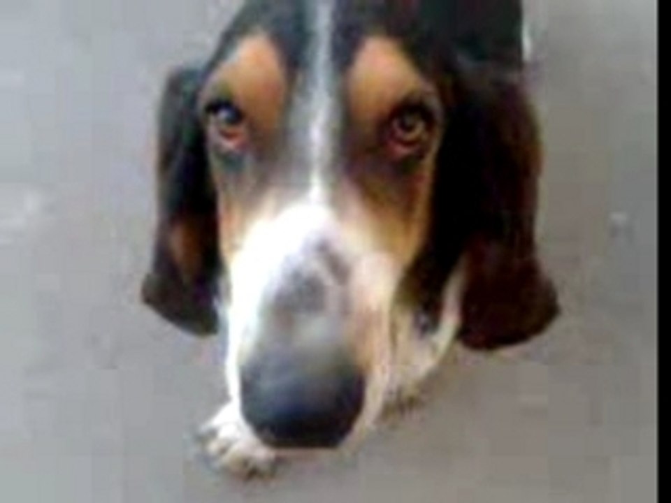 DELFINA