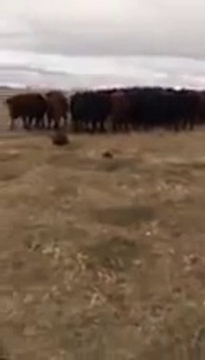 Ce troupeau de vaches curieuses suit un castor...