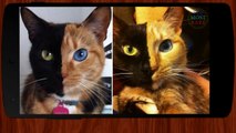 5 Weird Cats with Mutations - Cute or Creepy - TMR 28  TOP MOST RARE