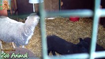 Sheep and lambs hahouse on farm - Farm animals v