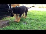German Shepherd Puppy Shows Garden Hose Who's Boss