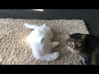 Curious Kitties React to Spooky Robot Cat