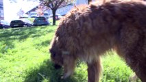 Vecinos de Santurtzi crean una 'patrulla canina'