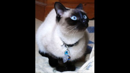 Le chat siamois