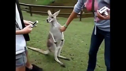 Viral funny videos - Hilarious video clips - Funny Animals 2015