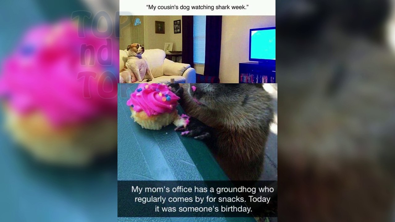 The Snappiest Animal Chats funny animal snapchat compilation 2016 funny pets dogs cats compilation