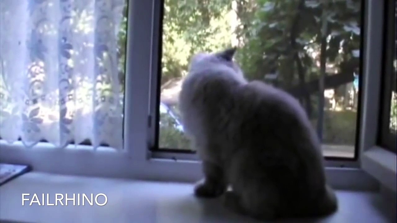 Funny Animals Playing Dead - 2016 Compilation! - [NEW HD]