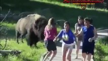 Funny Animals chasing people