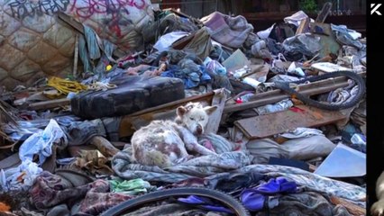 31 Rescued Animals (BEFORE & AFTER)