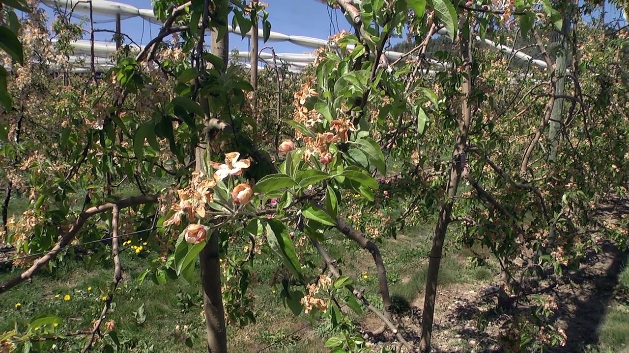Hautes-Alpes : dégât du gel sur les récoltes "On a tout perdu" A.Ricard à la Roche-des-Arnauds