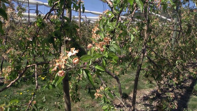 Hautes-Alpes : dégât du gel sur les récoltes On a tout perdu A.Ricard à la Roche-des-Arnauds