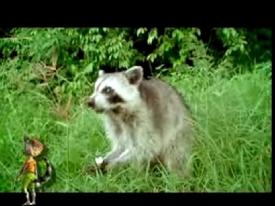 Phil Raiter Delos - Racoons amusants