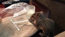Impatient baby squirrel attempts to feed herself
