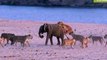 Baby Elephant win the fight - Best Wild Animals Fighting – Craziest Animal Fights Caught !