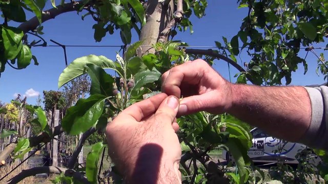 D!CI TV : Hautes-Alpes : Le froid a mis à mal les vergers