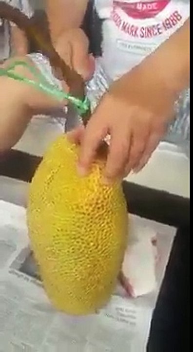 Whatsapp VIDEO - Amazing Way To Unripe Jackfruit