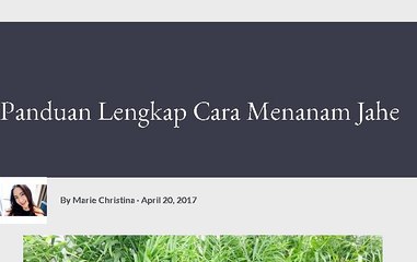 Panduan Menanam Tanaman Jahe