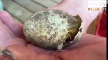 Awesome VIDEO - Duck coming out of egg