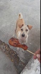 Mama Dog Begs, Brings Food Back to Puppies..