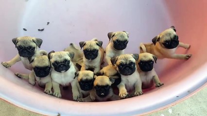 so cute...puppies in bucket...