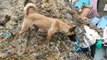 Dogs Help Search for Survivors After Deadly Mudslides in Manizales