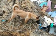 Dogs Help Search for Survivors After Deadly Mudslides in Manizales