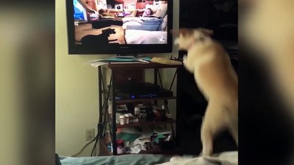 Un chien veut jouer avec des chiens à la télé