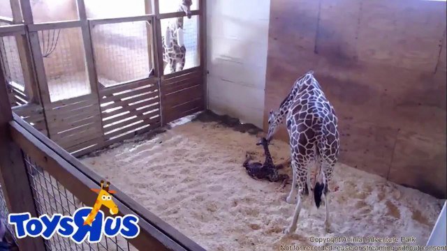 Des millions de personnes assistent en direct à l’accouchement d’une girafe
