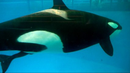 Birth of SeaWorld's last orca captured on camera