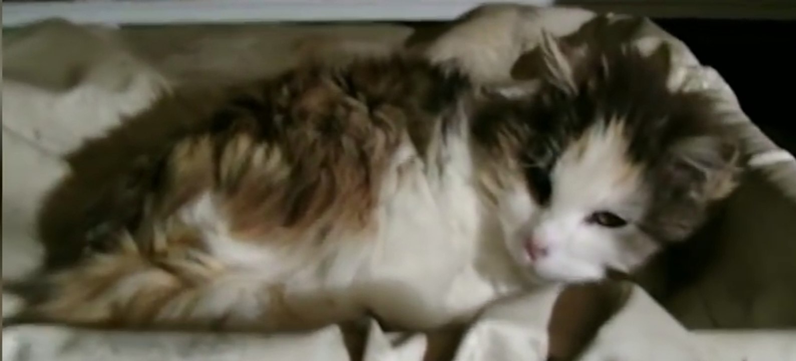 The funniest and most humorous cat videos ever! - Funny cat compilation