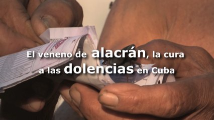 El veneno de alacrán, la cura a las dolencias en Cuba